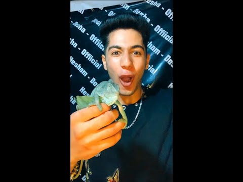 الحربايه بتاعتي طلعت لسانها الطويل وكلت الصرصار🪳😱💔