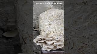 Ciuperci Pleurotus crescute pe paie  #ciuperci #miceliu #pleurotus