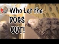 Understanding the Mystery of the Dog