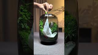 Micro Landscape Green Oasis Glass Vase ( # 2575  ) 1️⃣ Product Link in Bio