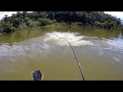 PEIXE FISGADO VIRA ISCA ENQUANTO É PUXADO! Pescaria.