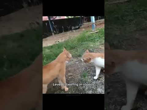 Cats but they keep getting more furious 😡