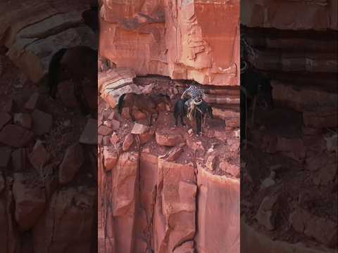 Don't fall #horses #horse #cowboy #mustanghorse #cliff #fyp
