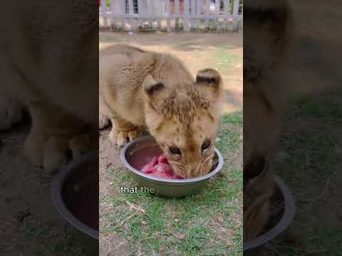 A lion raised by a golden retriever #shorts #lion #dog #animals #interesting #cute #pets