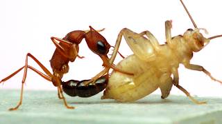 These Are the Best Ants. Seriously. (Harpegnathos saltator)