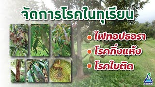 จัดการโรคในทุเรียน