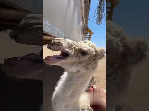 #اكسبلور #شورت