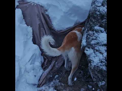 The Snow Keeps Falling | Surviving a Deep Winter Night with My Dogs by the Fire (Nature ASMR)