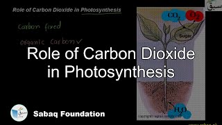 Role of Carbon Dioxide as one of the raw materials of Photosynthesis
