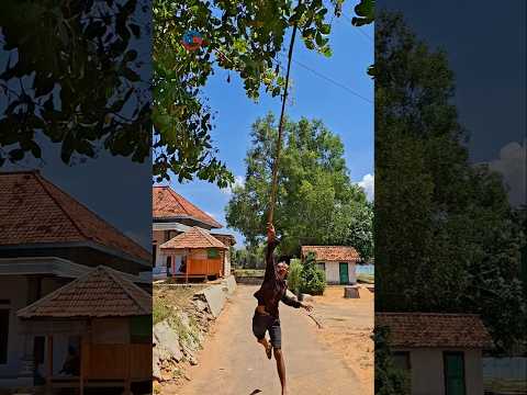 caplok burung kutilang emas #shortvideo