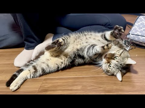 妹に相手にされた喜びをヘソ天でしっかり応える猫