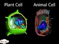 Plant and Animal Cell Structures