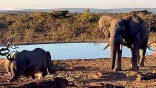 rhino vs elephant bull so intense encounter attack video