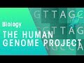 Understanding the Human Genome