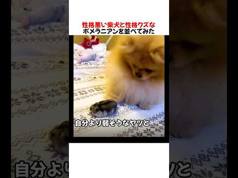 性格クズなポメラニアンと柴犬を並べてみた結果wwwww