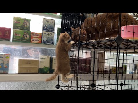 The kittens were busy playing but still remembered their mother cat.