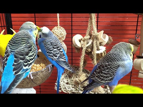 7 hours of budgie sounds for lonely birds