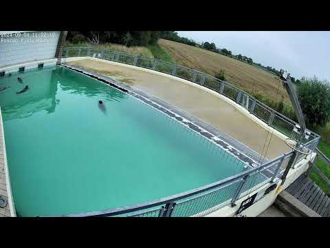 Seals live (4K) @ Seal Rehabilitation and Research Centre (Pieterburen, The Netherlands)