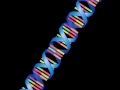 Exploring DNA, Chromosomes, and Genes
