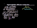 Hemoglobin Function and Regulation