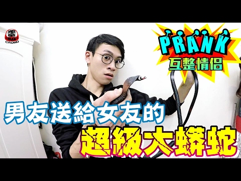 男友送給女友的超級大蟒蛇【眾量級 CROWD │ 整人特輯】