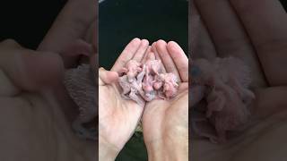 #birds #youtube #parrot #попугай #корелла #subscribe #shorts #short #new #viral #youtubeshorts #love