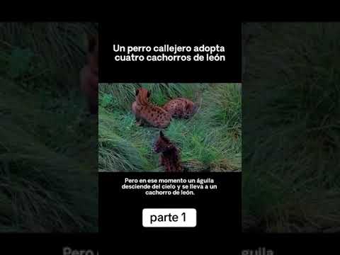 ¡Perro Callejero Adopta a 4 Cachorros de León y Conquista Corazones! 🐶🦁❤️
