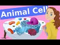 Key Structures and Functions of the Animal Cell