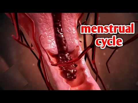 شاهد كيف تحدث الدورة الشهرية بطريقة علمية مبسطة_Watch how ovulation and menstrual cycle occur
