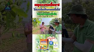 หยุดวงจรดื้อยา! ใช้เมตาไลต์จัดการเพลี้ยไฟในมะม่วงแบบยั่งยืน