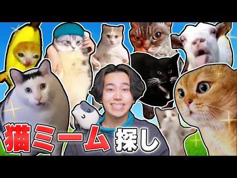 かわいすぎる『猫ミーム』をたくさん見つけたいロブロックス！【ROBLOX】