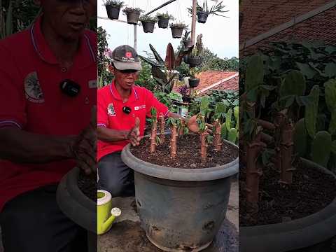 menanam daun singkong di pot #petanikreatif #shotrs #shortvideo