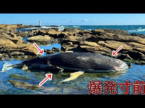 千葉の海に現れたクジラに集まるとある生き物の不思議な生態について