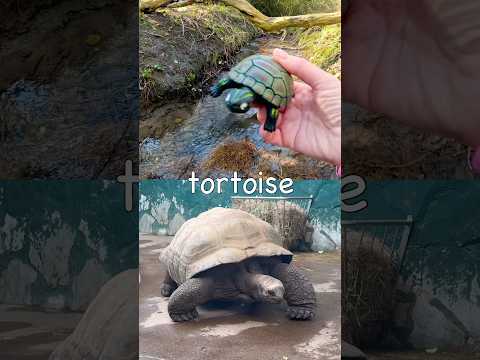 Animal Names for Kids to Learn at the Stream: Tortoise Lizard Lion Kangaroo Snake