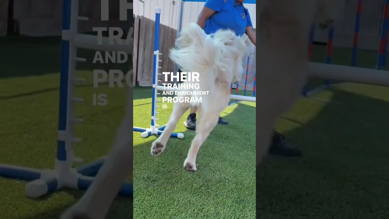 New Dog Training Company Offers Specialized Training Services In Houston Tx