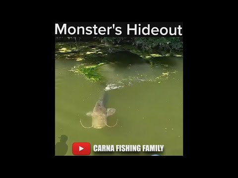 😱 Monster Fish's Hideout 🎣 #fishing #bigfish #silure #catfish #shorts