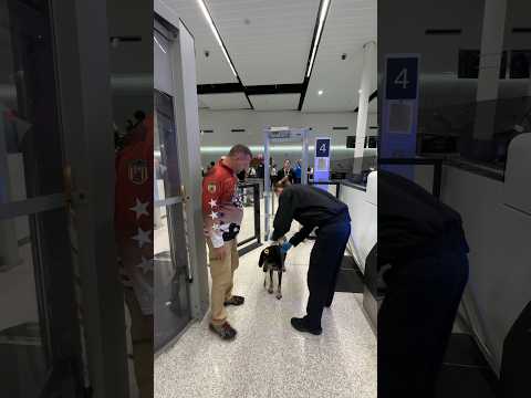 @DixieThePrayingDog going through TSA at the #airport #dog #travel #airport #doglover