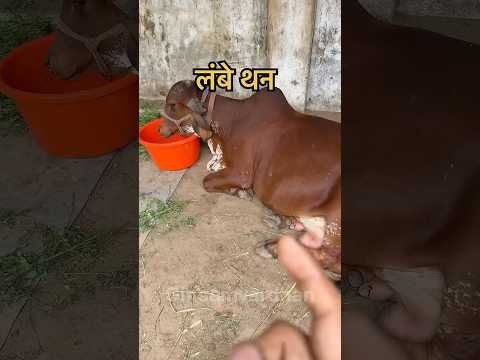 क्या आप के साथ भी ऐसा होता है #gircow