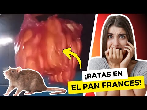 ¡PLAGA DE RATAS EN PAN FRANCÉS DE UN COMEDOR!