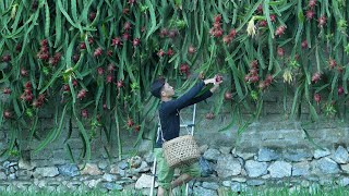 Dragon Fruit Harvest To Sell At Market, Make Money To Build A New House. Live with Nature