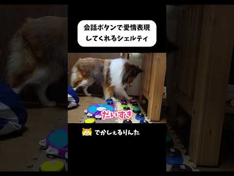 会話ボタンで愛情表現してくれるシェルティ #shorts
