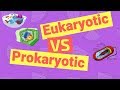 Key Differences Between Prokaryotic and Eukaryotic Cells