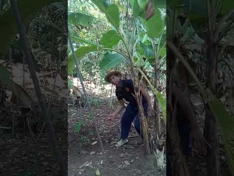 guyonan bah ulis #hiburansantai #hiburansantai #guyon #ngakak