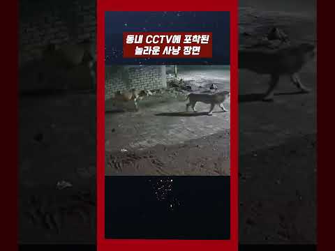 동내 CCTV에 포착된 놀라운 사냥 장면 #야생동물 #해외토픽