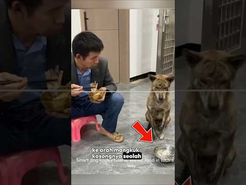 Anjing Ini Minta Makan, Tapi Ternyata Bukan Untuk Dirinya #shortvideo