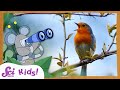 Invasive Species and Bird Behavior
