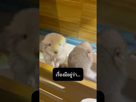 ความลับ 2 เดือน ของชินชิลล่า!! #สัตว์โลกน่ารัก