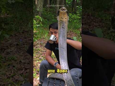Cute King Cobra Became His Friend ๐ฅฐ