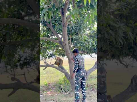 Bandar 🙊 bachai faiuji ki jaan 😱🇮🇳#shorts #youtubeshorts #army