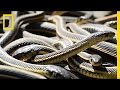 Snake Dens in Manitoba